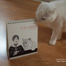 온닛 이미지