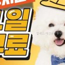 옐레드 애견유치원 & 호텔 고양덕은점 네이버블로그