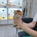광주강아지분양 고양이분양 펫왕국 네이버블로그