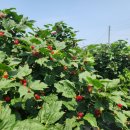 송원농장2 이미지