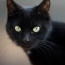 검은고양이 이미지