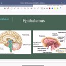 Nervous system_Diencephalon 이미지