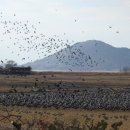 두루미네 이미지