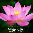 수련