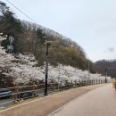 병산저수지 | 2025년 부산 벚꽃 명소 병산저수지 개화 현황