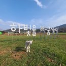 하빛율빠꿈사리 이미지