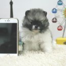 우쭈쭈 강아지 이미지