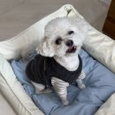 소다펫 | 강아지가 안 내려와요..펫테일 방석 사줬더니 생긴 일