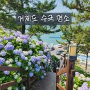 거제도 수국 명소 저구항 &amp; 썬트리팜 다녀온 후기! 거제도 수국 개화 현황과 거제 남부면 수국 축제