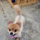 김나현의 묘견생활 네이버블로그