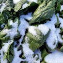 금치농장 이미지