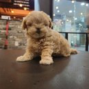 야옹아 멍멍해봐 세종점 이미지