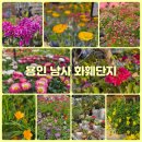 경기꽃화훼 | 용인 남사 화훼단지 투어 에르베와 예삐 플라워 가볼만한곳 비교 방문 후기