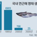 명태랑고기랑 이미지