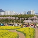 옐로카펫 | 부산 꽃구경 명소 BEST 5 | 인스타그램 감성 폭발하는 핫플, 주차 정보