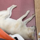 호반약국 | 2026년 2월 4주차 일기