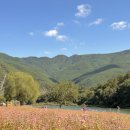 메밀꽃 화장실 이미지