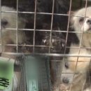 부부축사 이미지