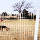 제주애견카페 초록동산 이미지