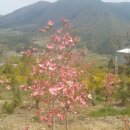 황금소나무 이미지