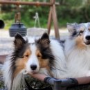 내촌애견 이미지