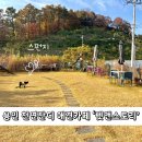 스토리 | 용인 천연잔디 애견카페 펫앤스토리 내돈내산 방문 후기