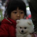 요크독펫 네이버블로그