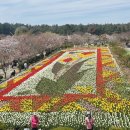 (주)코리아세븐태안점 | 2026 태안 세계튤립꽃박람회 직접 다녀온 후기, 4월 피크,타이밍,주차 꿀팁 총정리