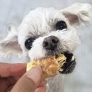 마마의 키친 | 강아지수제간식 추천! 강아지황태와 강아지닭가슴살의 완벽한 조합, 멍마마키친 애견간식 후기