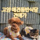 견애가 | 고양 애견동반식당 견애가 내돈내산 다녀온 후기