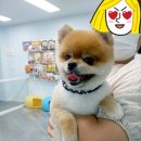 모모펫그루머 이미지