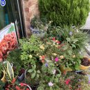 부산조방낙지속초점 | 속초맛집 부산조방낙지 속초 먹거리단지 낙지맛집