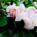 시원병원 이미지