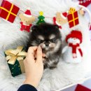 오독안심분양센터 강아지분양 고양이분양 하남점 이미지