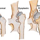 24시알파동물메디컬센터 이미지