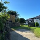 금성 담쟁이 이미지