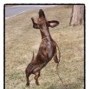 쿠어츠바인에 이미지