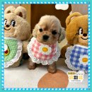 퍼피몽 강아지분양 고양이분양 군산본점 | 군산리트리버분양 직접 본 곳