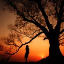 고목나무 이미지