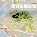 작은꽃송이 | 대전 둔산동 꽃집 꽃송이플라워, 대전 꽃집 감성 가득한 염좌 화분 후기