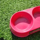 마이 비러브드 퍼피 이미지