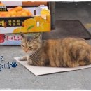 포방터시장 이미지