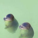 아레나 수영장 이미지