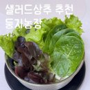 둥지농장 | 신선하고 부드러운 샐러드상추 추천 ㅣ 둥지농장