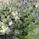 질경이농장 이미지