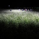 봉평메밀 이미지