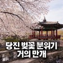 골정지 | 당진 벚꽃 명소 골정지, 군자정 후기｜거의 만개 직전, 숨은 벚꽃 천국 (실시간)