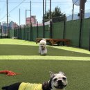 진주유치원 | [경남/사천] 진주, 남해근교 강아지 호텔 추천! 사천 댕글마을 호텔링&amp;유치원 내돈내산 솔직후기