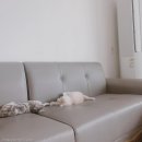 그루밍젤리 이미지