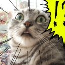 강의 흐름같이 이미지